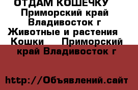 ОТДАМ КОШЕЧКУ  - Приморский край, Владивосток г. Животные и растения » Кошки   . Приморский край,Владивосток г.